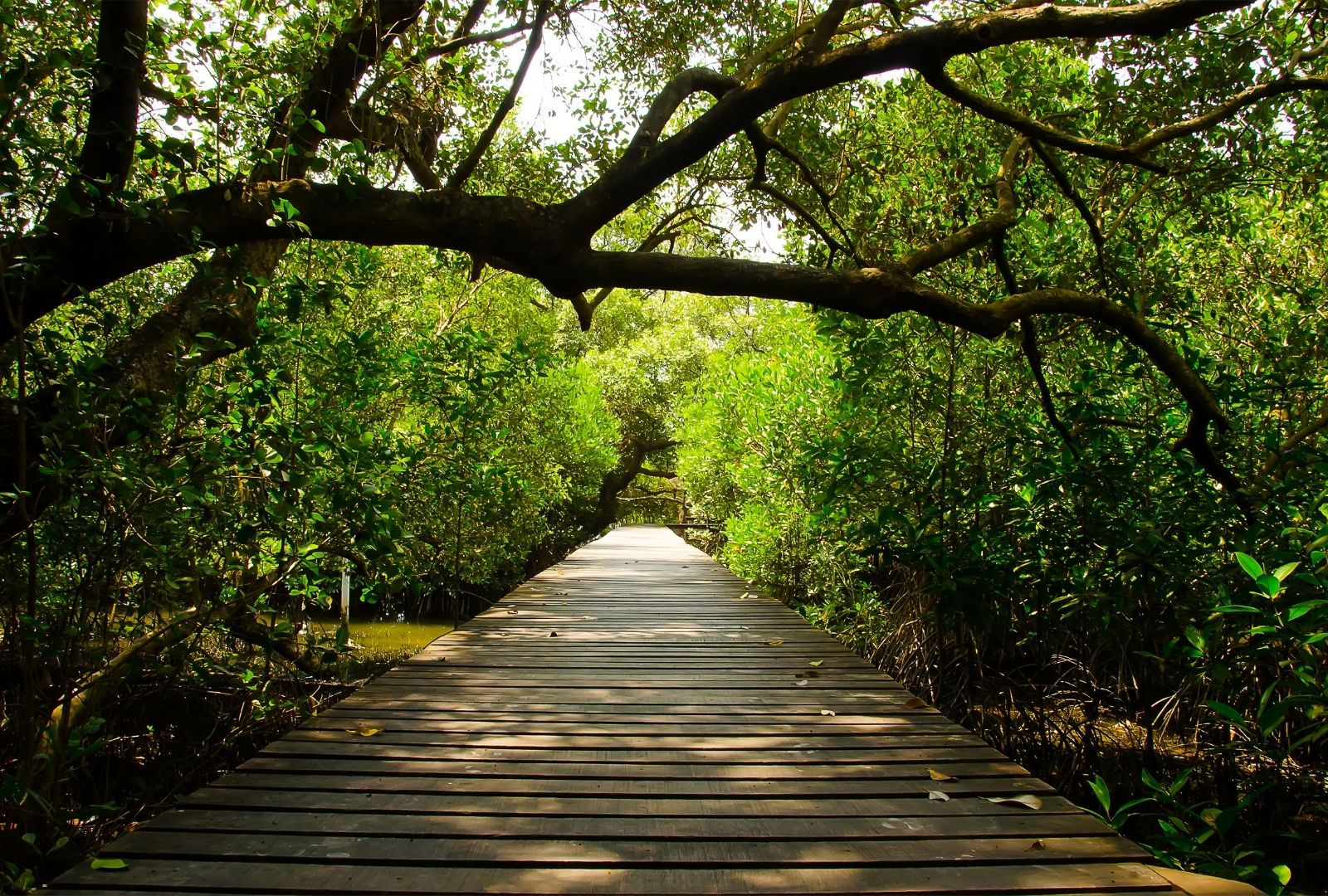 花匠園藝florist Paradise Limited 嗡嗡樹 Buzztrees